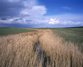 Mucking Marshes, Thurrock © Jason Orton
